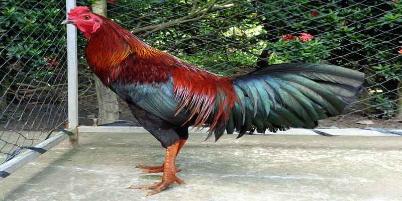 Hướng dẫn anh em cách nuôi gà đá độ
