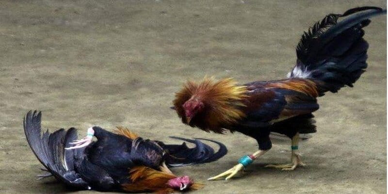 Một số những lý do khiến người ta sử dụng các loại thuốc này