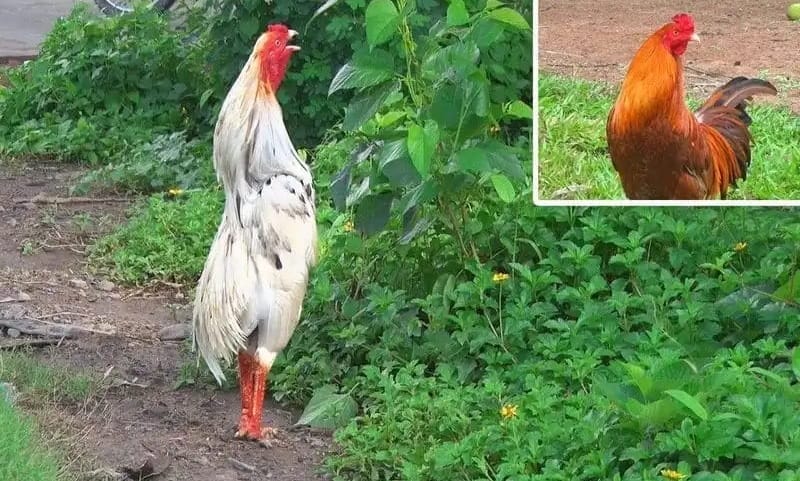 33 loại gà thần kê Gà thần kê là gì?