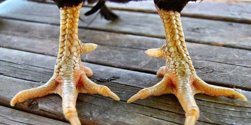33 loại gà thần kê Gà chọi 6 cựa thần kê