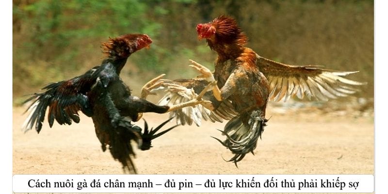 Cách nuôi gà đá chân mạnh thông qua chế độ dinh dưỡng