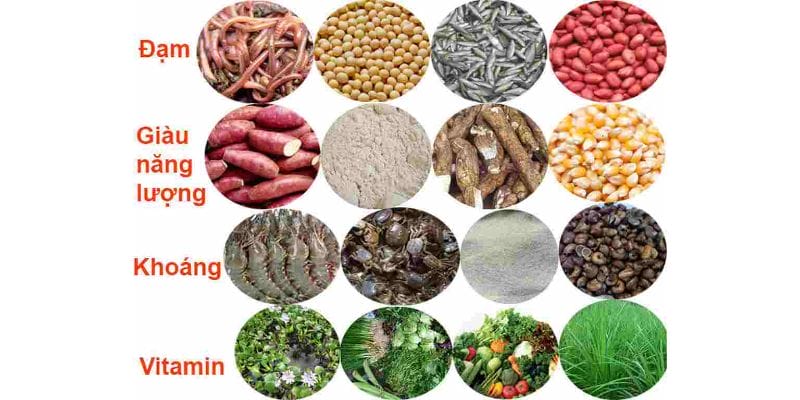 Cách nuôi gà đá chân mạnh thông qua cách chăm sóc sức khỏe