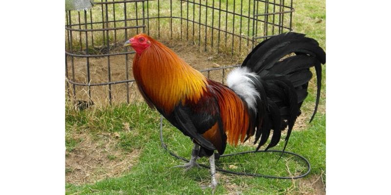Cách nuôi gà đá chân mạnh thông qua cách quản lý và huấn luyện