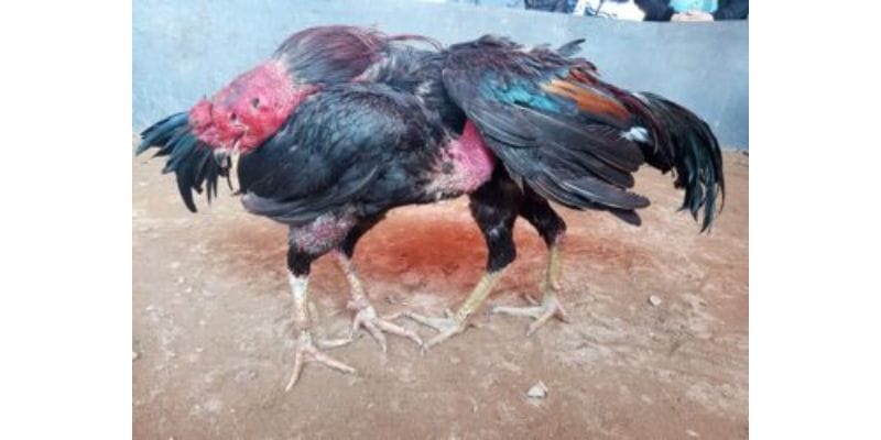 Hướng dẫn cách nuôi gà đá chân mạnh – đủ pin – đủ lực khiến đối thủ phải khiếp sợ
