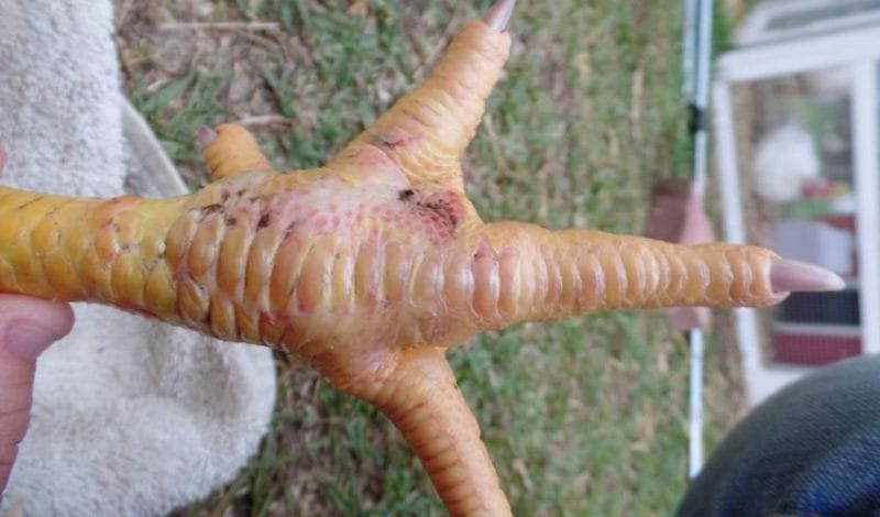 Phòng bệnh sưng cụm bàn chân gà chọi