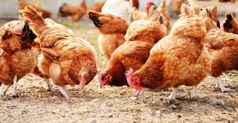 cách diệt mạt gà Các cách phòng ngừa
