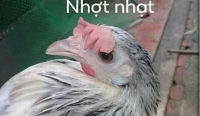 gà đá bị tái mặt
