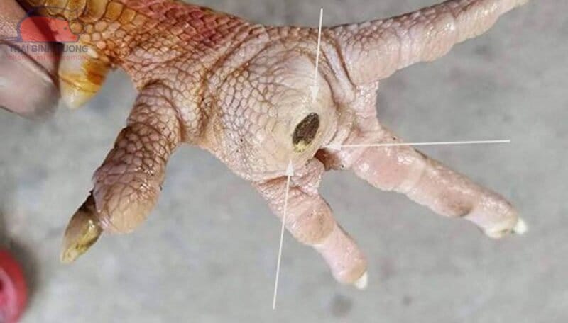gà bị lậu đế