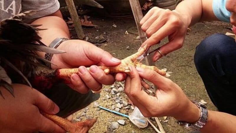 gà bị lậu đế