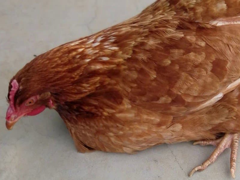 gà đá bị tái mặt