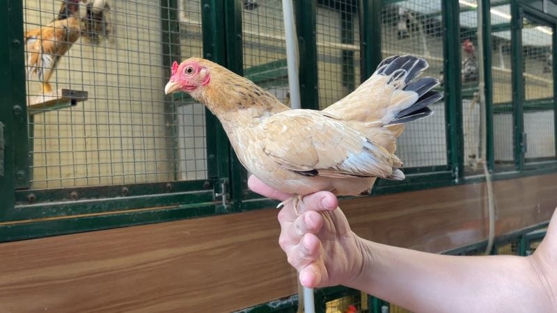 giá gà tre cảnh Gà tre Bắc