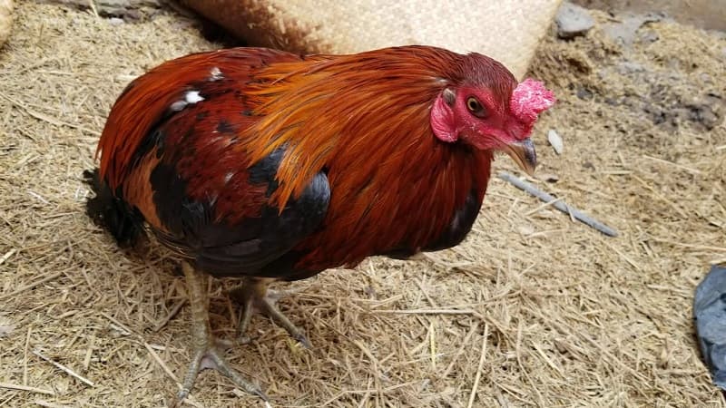 Thức ăn và nước uống phù hợp