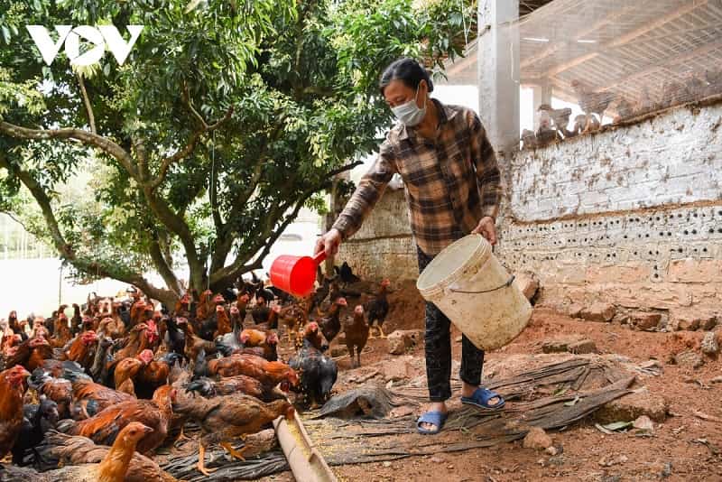 Môi trường sống của gà Lựa chọn những nguyên liệu phù hợp với tài chính hiện có