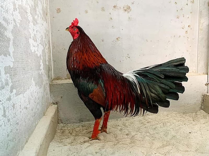 Khái niệm chung về những con gà cọp Khái niệm chung về những con gà cọp