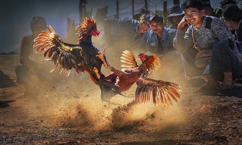 Giá trị nổi bật của những chú được vinh danh là gà cọp Giá trị nổi bật của những chú được vinh danh là gà cọp