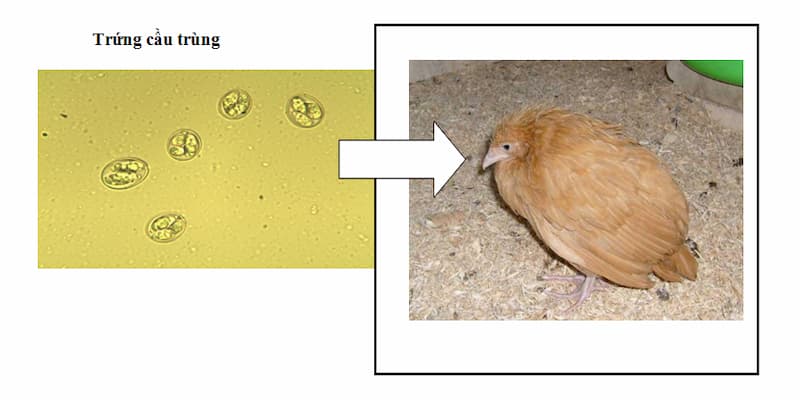 Bệnh cầu trùng ở gà Bệnh cầu trùng ở gà
