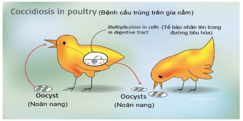 Bệnh cầu trùng ở gà Bệnh cầu trùng ở gà