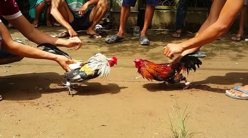 Cách để nuôi gà chọi 3 hồ nghỉ mấy ngày Cách để nuôi gà chọi 3 hồ nghỉ mấy ngày