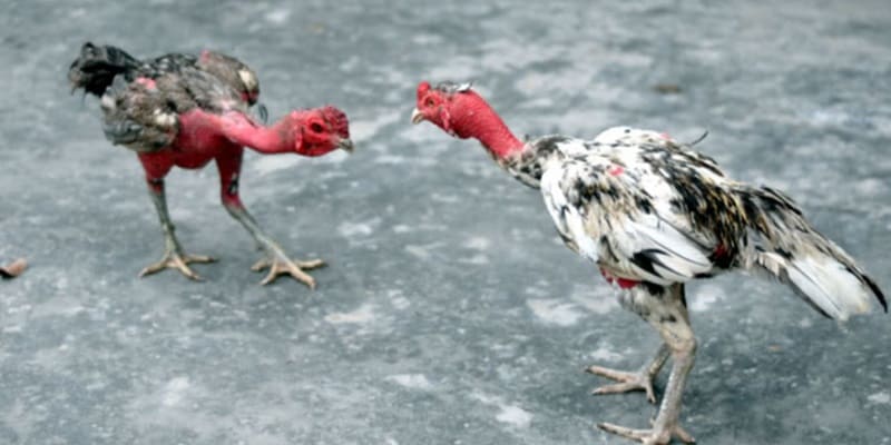 Cách nuôi gà chọi C1 Cách nuôi gà chọi C1