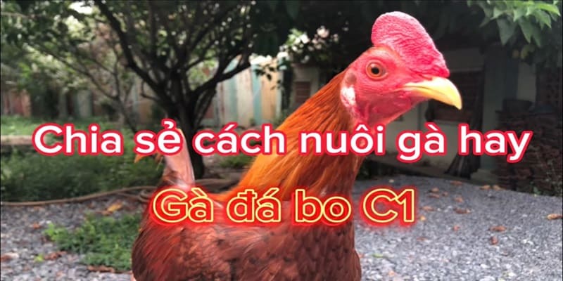 Cách nuôi gà chọi C1 Cách nuôi gà chọi C1