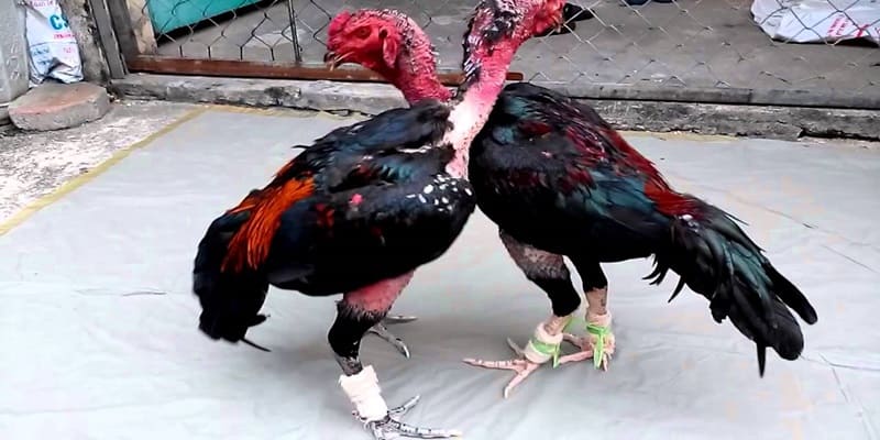 Cách nuôi gà chọi C1 Cách nuôi gà chọi C1