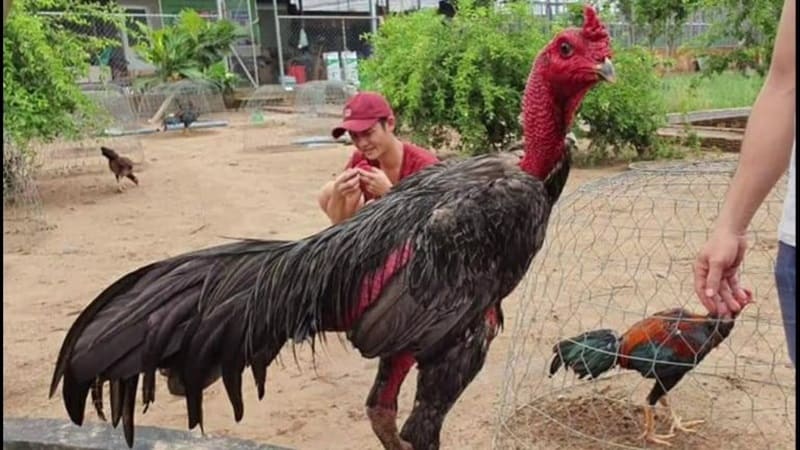 Cách nuôi gà chọi có the lực tốt Cách nuôi gà chọi có the lực tốt