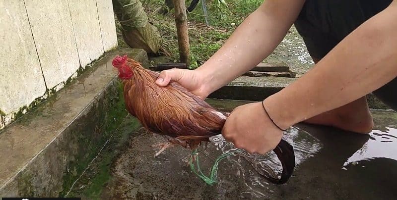 Cách nuôi gà chọi có the lực tốt Cách nuôi gà chọi có the lực tốt
