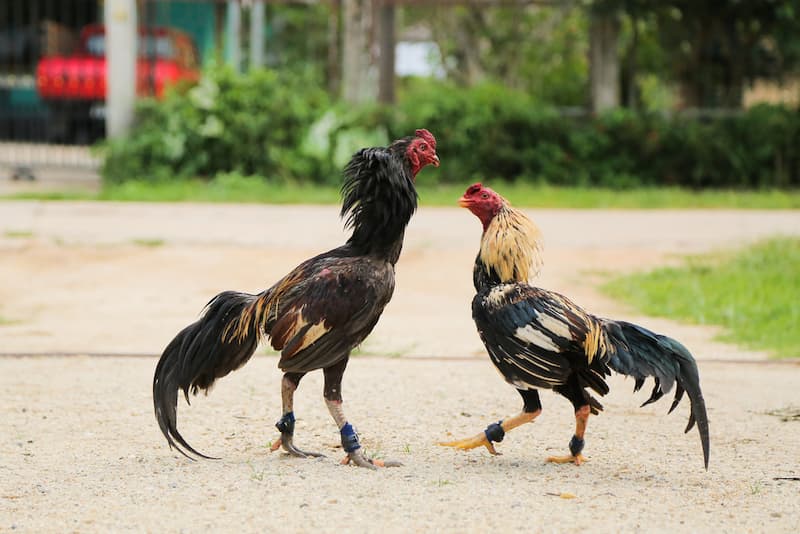 Cách nuôi gà chọi có thể lực tốt Một vài lưu ý để có cách nuôi gà chọi có thể lực tốt