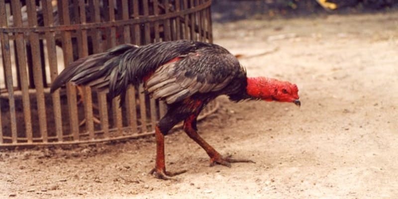 cách trị gà đá bị hóc cách trị gà đá bị hóc
