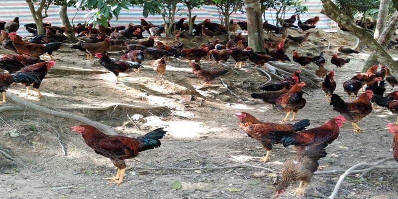 cách trị gà đá bị hóc cách trị gà đá bị hóc