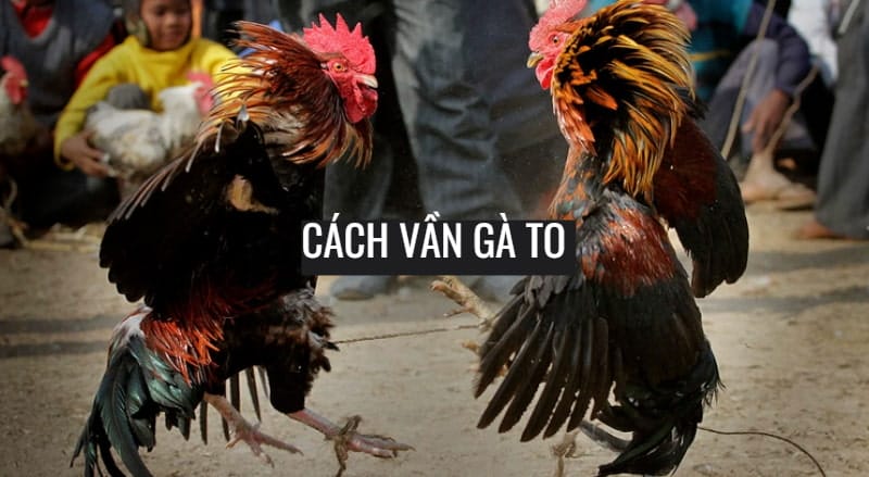 Cách vần gà to kỳ 2 Cách vần gà to kỳ 2