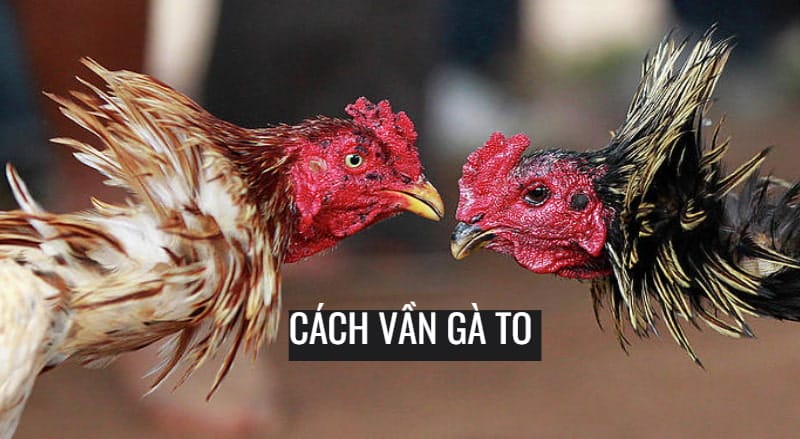 Kiểm tra kỹ sức khỏe và thể lực của gà Kiểm tra kỹ sức khỏe và thể lực của gà