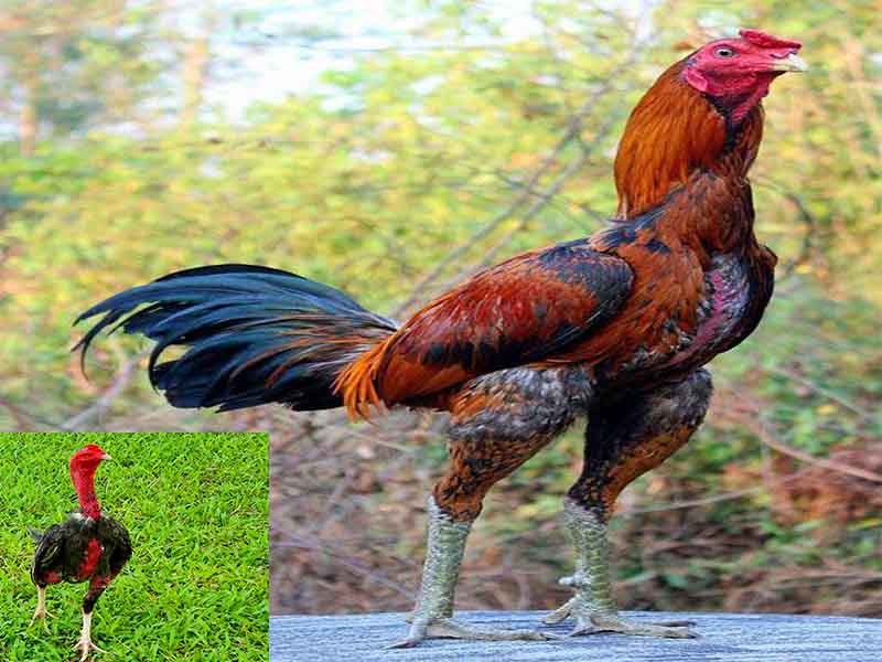 cẩm nang nuôi gà cẩm nang nuôi gà