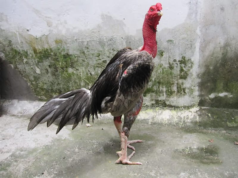 Cầm năng nuôi gà cẩm nang nuôi gà