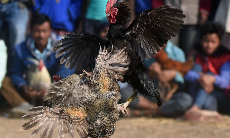 Cách làm cho gà lì đòn Cách làm cho gà lì đòn