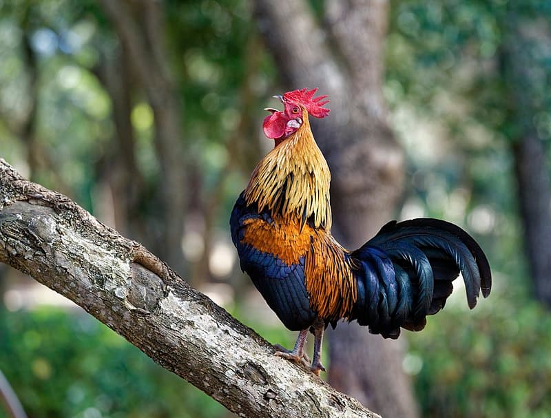 gà đá bo lớn là gì Cách chăm sóc gà đá bo lớn là gì