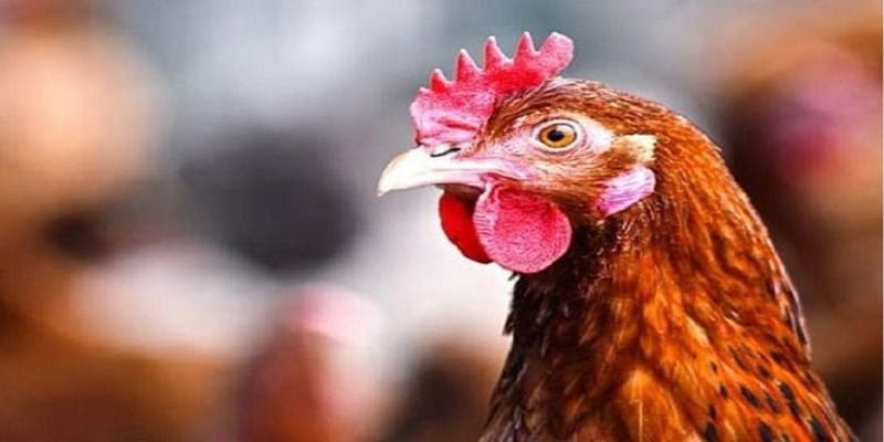 gà đá thở nhiều gà đá thở nhiều