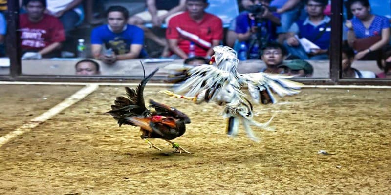 gà đá thở nhiều gà đá thở nhiều
