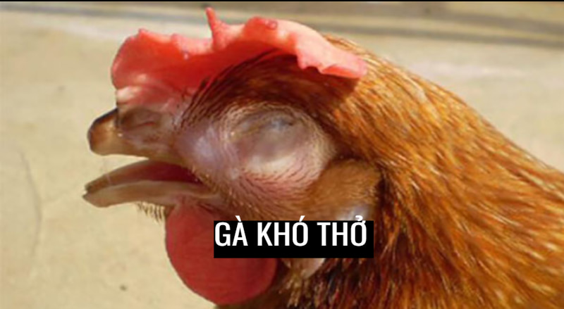 Lý giải nguyên nhân chung của việc gà khó thở Lý giải nguyên nhân chung của việc gà khó thở