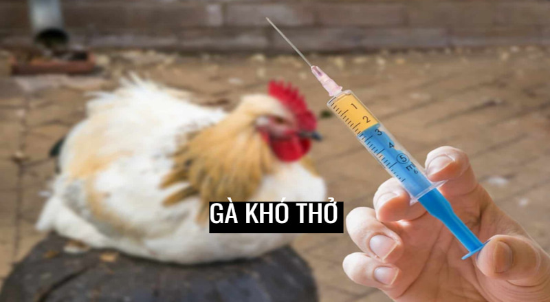 Bệnh nấm phổi khiến gà khó thở Bệnh nấm phổi khiến gà khó thở