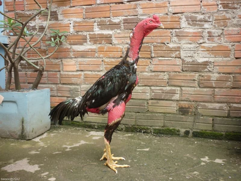 Cách nuôi gà chọi đỏ đẹp Cách nuôi gà chọi đỏ đẹp
