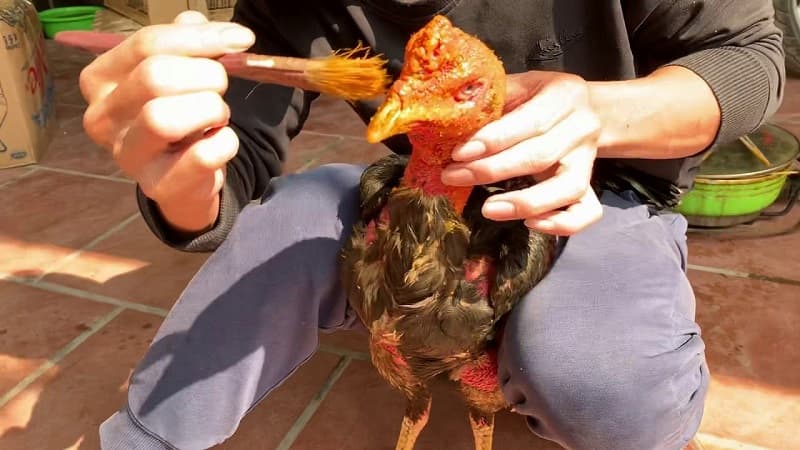 Cách nuôi gà chọi đỏ đẹp Cách nuôi gà chọi đỏ đẹp