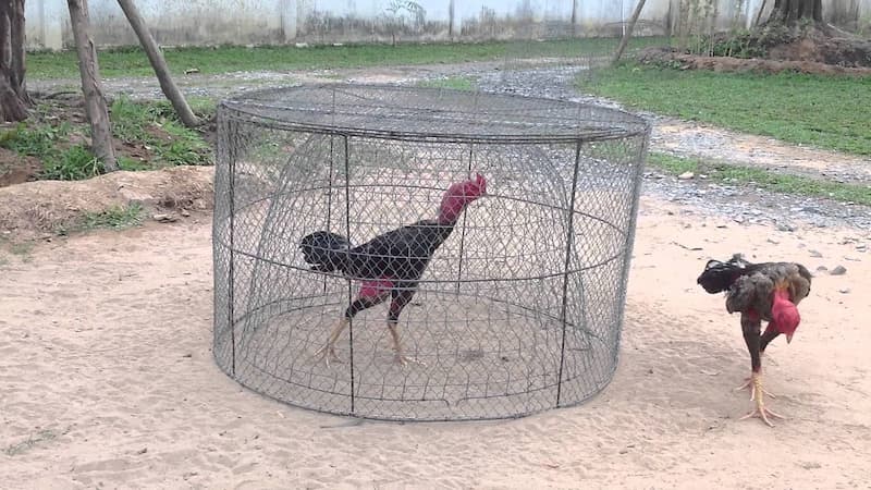 Cách nuôi gà chọi đỏ đẹp Cách nuôi gà chọi đỏ đẹp