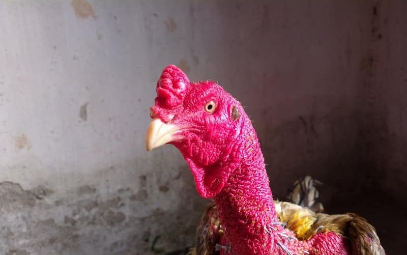 Cách nuôi gà chọi đỏ đẹp Cách nuôi gà chọi đỏ đẹp