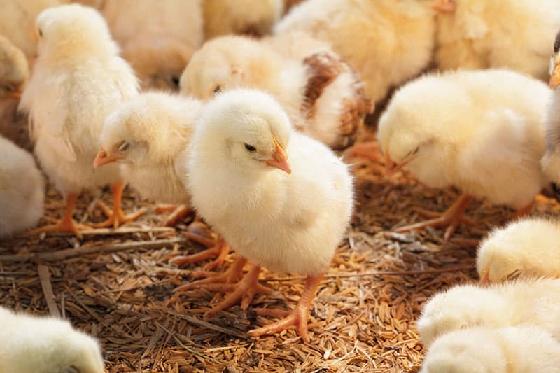 Thuốc điều trị bệnh ORT trên gà Thuốc điều trị bệnh ORT trên gà