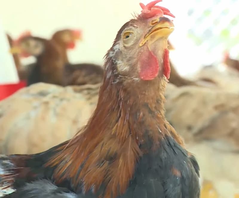 Thuốc điều trị bệnh ORT trên gà Thuốc điều trị bệnh ORT trên gà