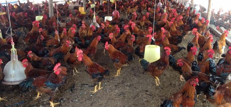 Thuốc điều trị bệnh ORT trên gà Thuốc điều trị bệnh ORT trên gà