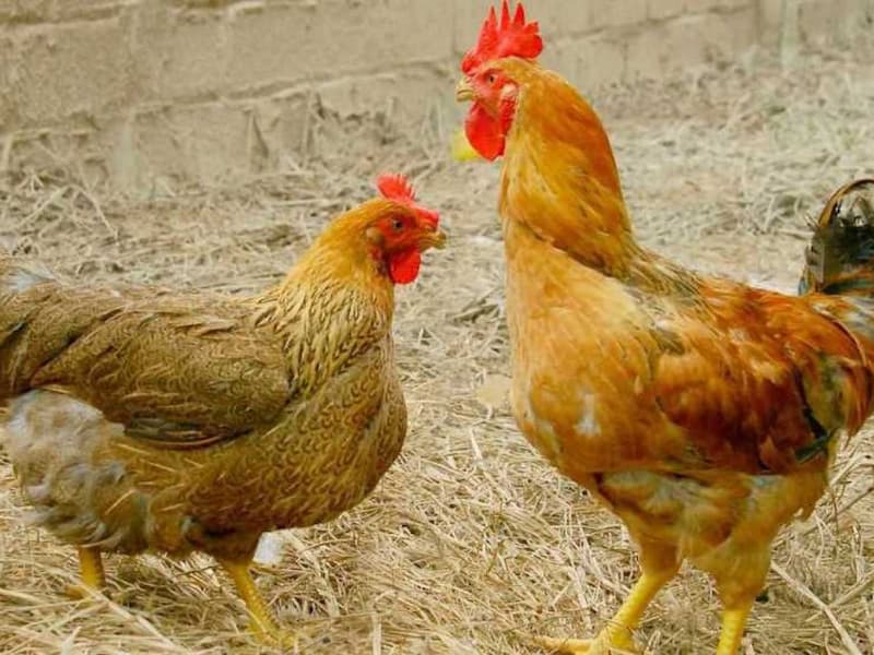 Thuốc điều trị bệnh ORT trên gà Thuốc điều trị bệnh ORT trên gà
