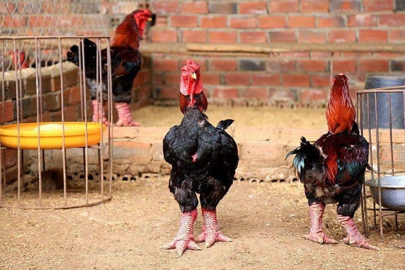 Phân biệt gà đông tảo lai với gà thuần chủng Phân biệt gà đông tảo lai với gà thuần chủng