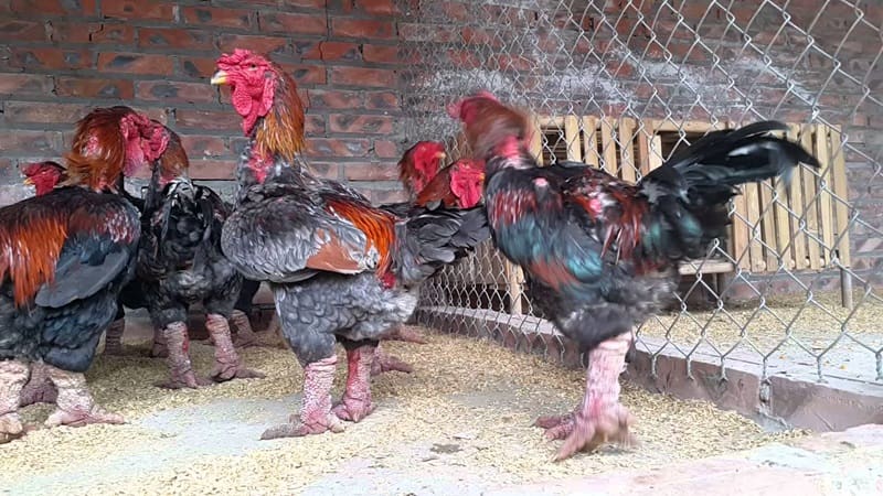 Kỹ thuật xây dựng chuồng trại Kỹ thuật xây dựng chuồng trại